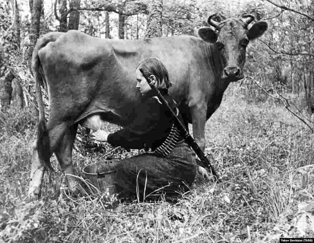 Partizanka muze kravu 1943.
