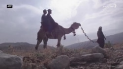 بلوچستان کې پر اوښانو ناستو چارواکو سرشمېرنه وکړه
