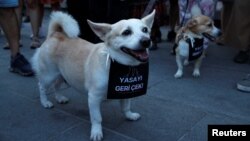 Pas sa transparentom na kojem piše "Povucite zakon" oko vrata na skupu u znak protesta protiv zakona o uklanjanju pasa lutalica, Istanbul, juli 2024. godine