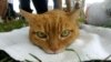Prema procjenama iz 2015. godine Havajskog humanog društva (Hawaiian Humane Society) navodi se da na ostrvima živi oko 300.000 jedinki ove životinjske vrste.