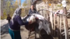 Muhiddin Hasanov, resident of Artuch, Panjakent, Tajikistan
