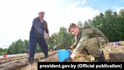 Аляксандар і Мікалай Лукашэнкі зьбіраюць бульбу на «прэзыдэнцкім полі»
