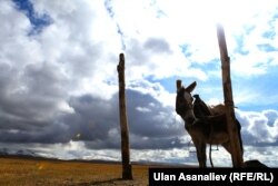 В Самарканде снова начался сезон охоты на ослов.
