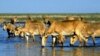Saiga antelope drink from a lake outside Almaty. The saiga is a critically endangered species, with most of the surviving animals in Kazakhstan, parts of Mongolia, and Russia's Kalmykia Republic.