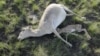 Dead saiga antelopes lie on a field in the Zholoba area of the Kostanay region, Kazakhstan, on May 20, 2015.