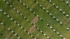 Groblje Memorijalnog centra Potočari - Srebrenica (na fotografiji, april 2021.) u kojem je do sada ukopana 6.671 žrtva genocida počinjenog u julu 1995, dok je na drugim lokacijama, prema željama porodica žrtava, ukopano još 237 žrtava genocida. Još se traga za oko 1.000 nestalih.