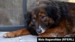 В столице, согласно данным Агентства по мониторингу животных, на сегодняшний день проживает от 43 до 50 тысяч бездомных собак