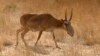 The saiga antelope is considered a critically endangered species.