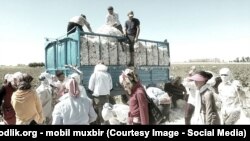 Ҳомиёни ҳуқуқи Узбакистон мавзӯъи меҳнати иҷбории кӯдакон дар майдони пахтаро пайгирӣ мекунанд.