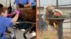 Armenia - bears rescued from captivity get dental work and a new home - screen grab