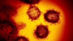 Korona virus pod mikroskopom