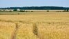 Жытнёвыя палі ля Магілёва. Калі б дажджы, то збожжа дало б добры ўраджай