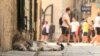 Kotor Old town street cats, Montenegro