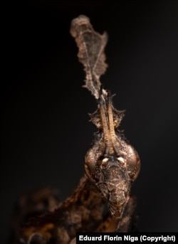 Bogomoljka Phyllocrania paradoxa mala je vrsta bogomoljke iz Afrike, izvanredna po svom tijelu nalik lišću. Niga je drži u kući, kao i kolonije mrava. To su njegovi kućni ljubimci.