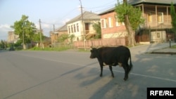 Сейчас в Ахалсопели и близлежащих селах проходит обязательная вакцинация рогатого скота