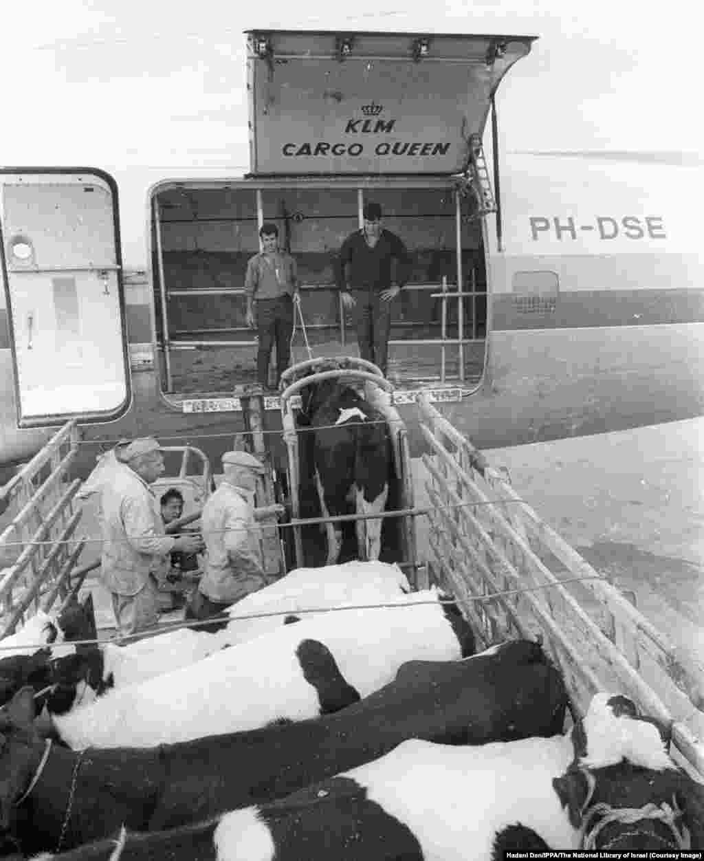 Ukrcavanje muznih krava u teretni avion za Iran na izraelskom aerodromu 1965. godine.Dok je Izrael imao koristi od iranske nafte, Teheran je sticao izraelsko znanje u oblasti poljoprivrede i vojne tehnologije.