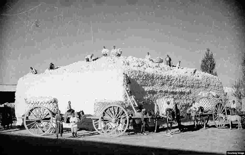 Berba pamuka 1930-ih godina.U Pensonovim fotografijama nije prikazan progon onih koji su se protivili kremaljskom preoblikovanju Srednje Azije. Stotine disidentskih Uzbekistanca su pogubljene ili su umrle u zatvoru pod sovjetskom vlašću.